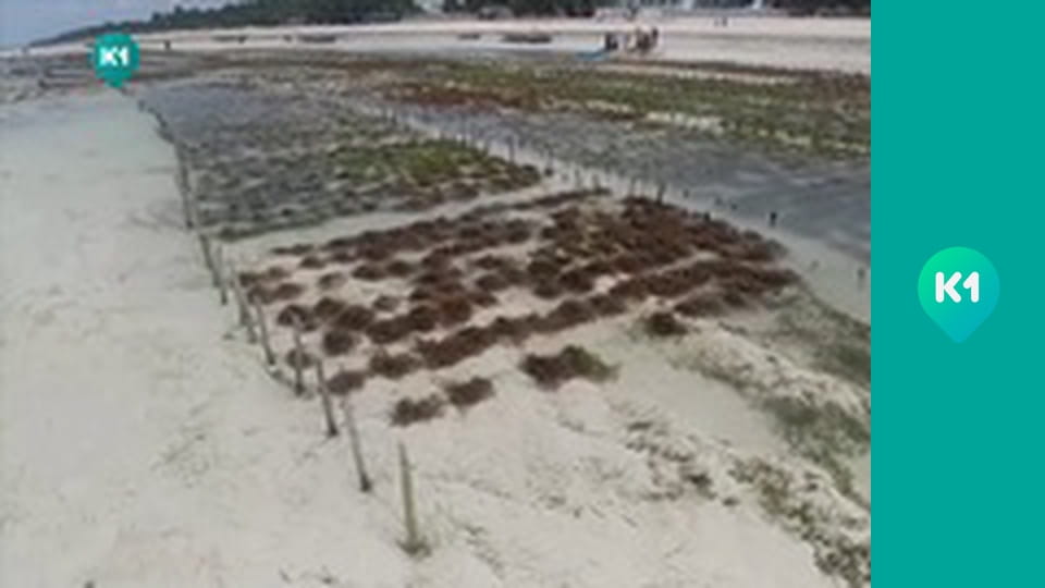 "Пригоди з Яною Метьолкіною".