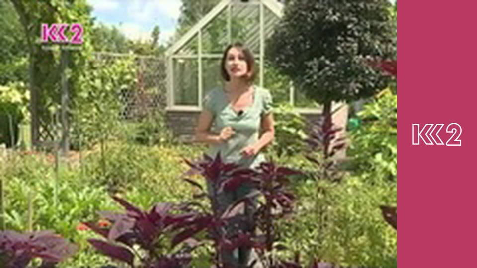 Удачний проект S4E44