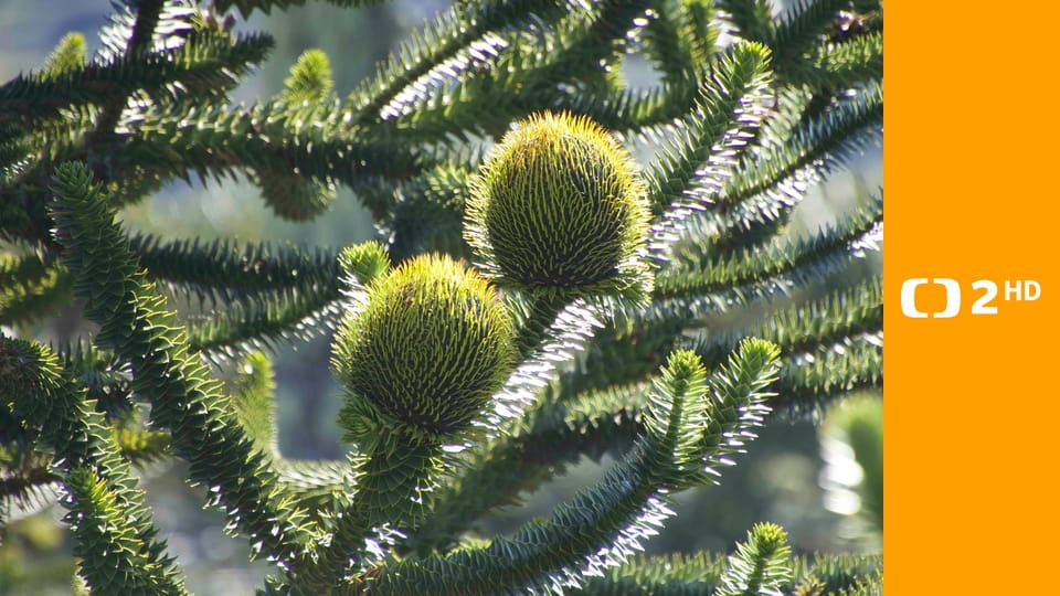 Kořeny života E1 - Tvrdý oříšek k rozlousknutí