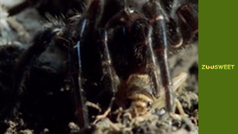 Wild Animals - episode 3