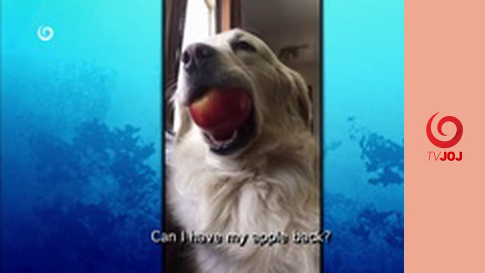 Najlepšie zvieratá na videu