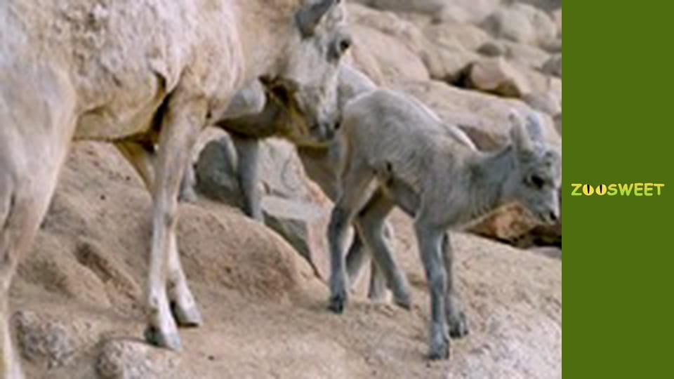 Wild Wonders at the San Diego - episode 17