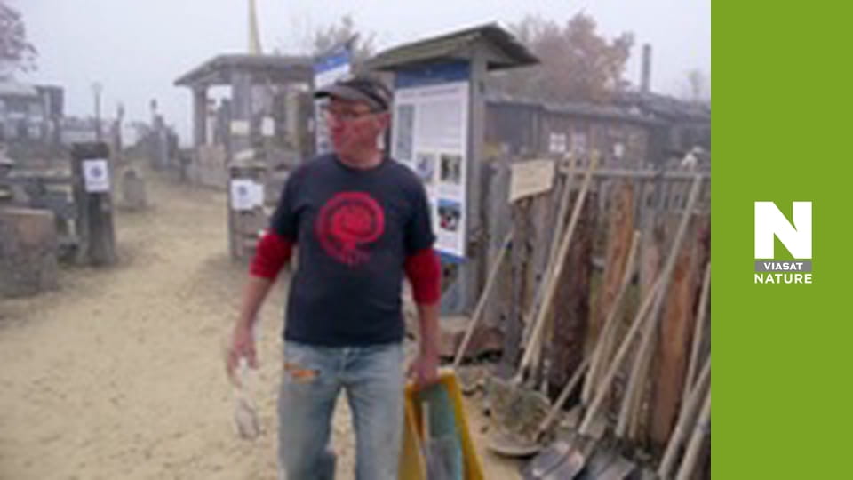 Birds - Origins and Flight