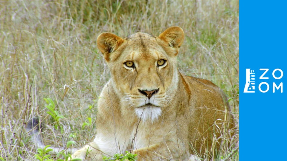 Rok v africké divočině E4 - Zima