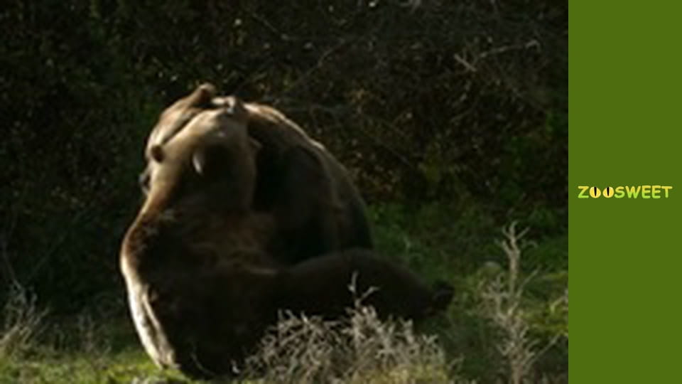 Wild Carpathians, Season 1, Episode 4