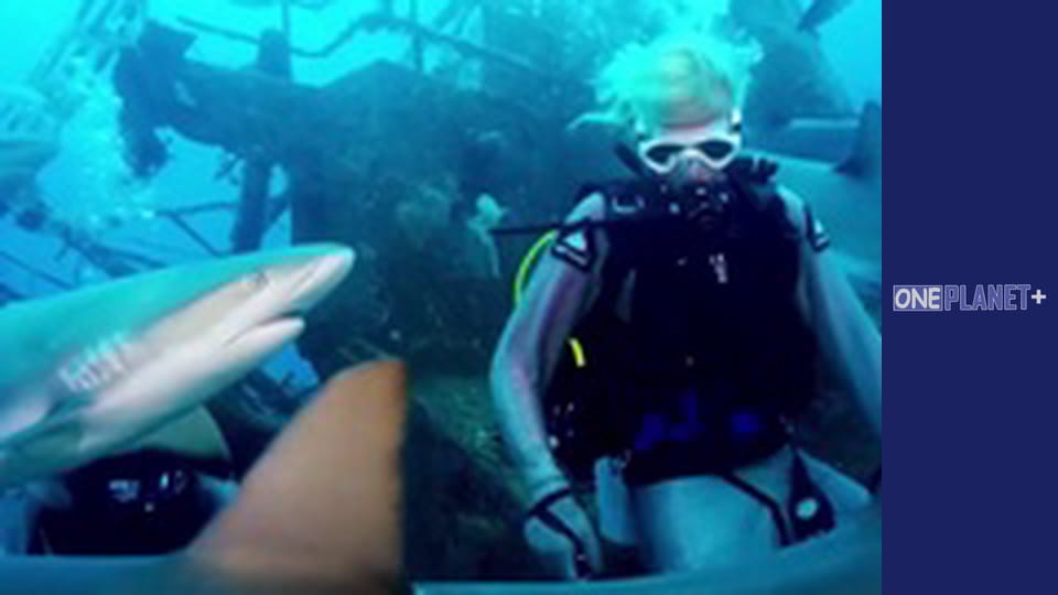 It is worth visiting. - episode 13