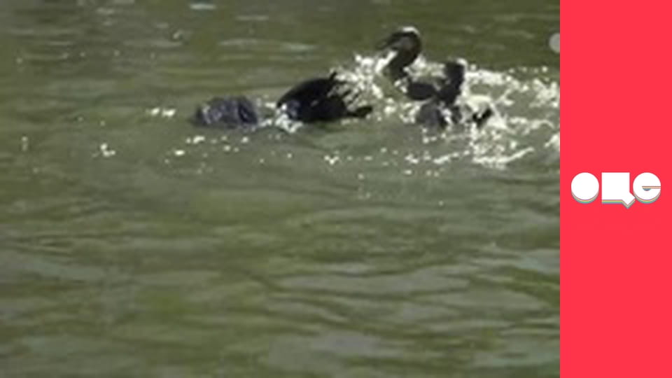 Особливості національної роботи, 2 сезон, 11 еп.