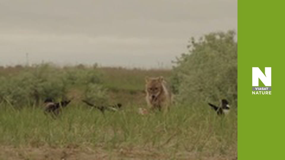 Wild Fighters - The Fight For Food