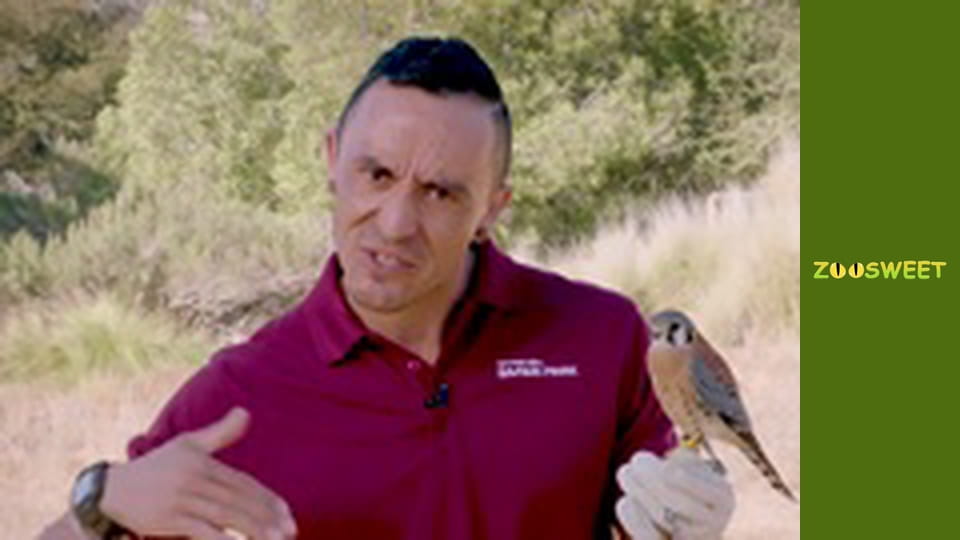 Wild Wonders at the San Diego - episode 18