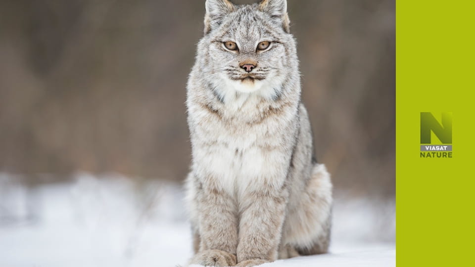 Дика Канада S1E4 - Зима