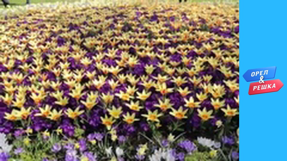 Shopping season 4 - release 13