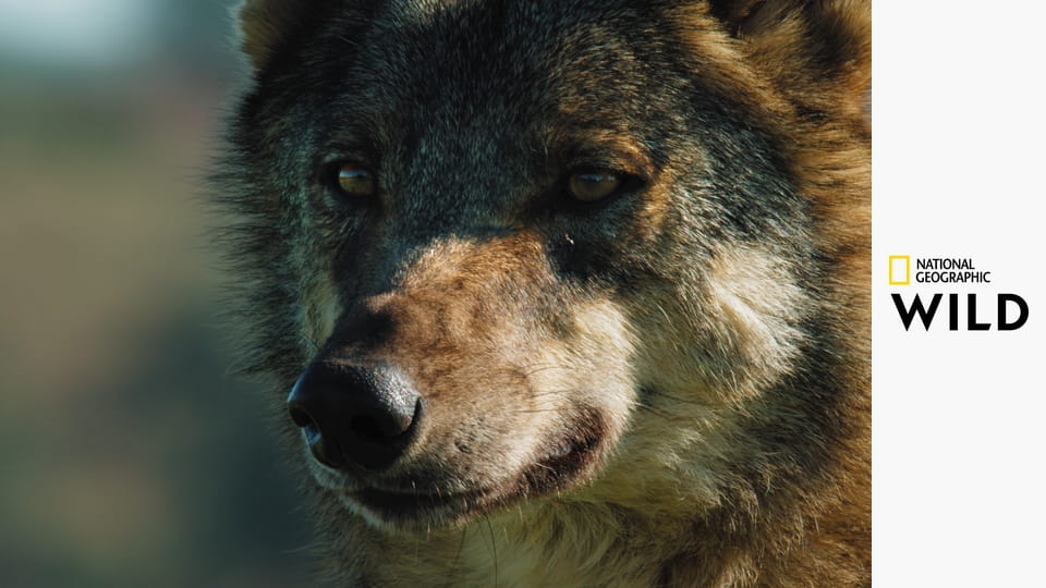 Дикие охотники S1E2 - Рептилии