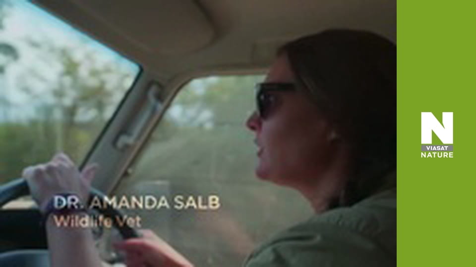 Malawi Wildlife Rescue - Walking With A Pangolin