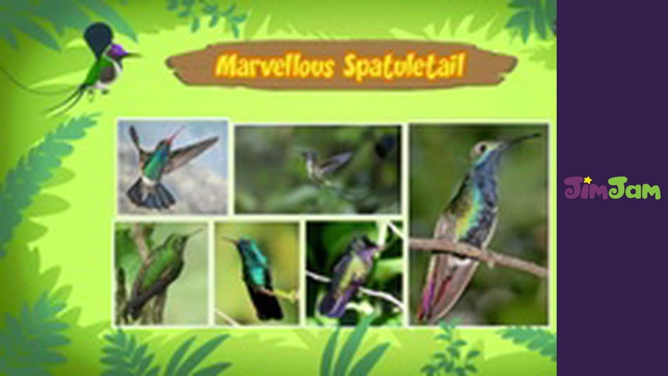 Leo the Wildlife Ranger S1E41 - THE COMMON TREE FROG