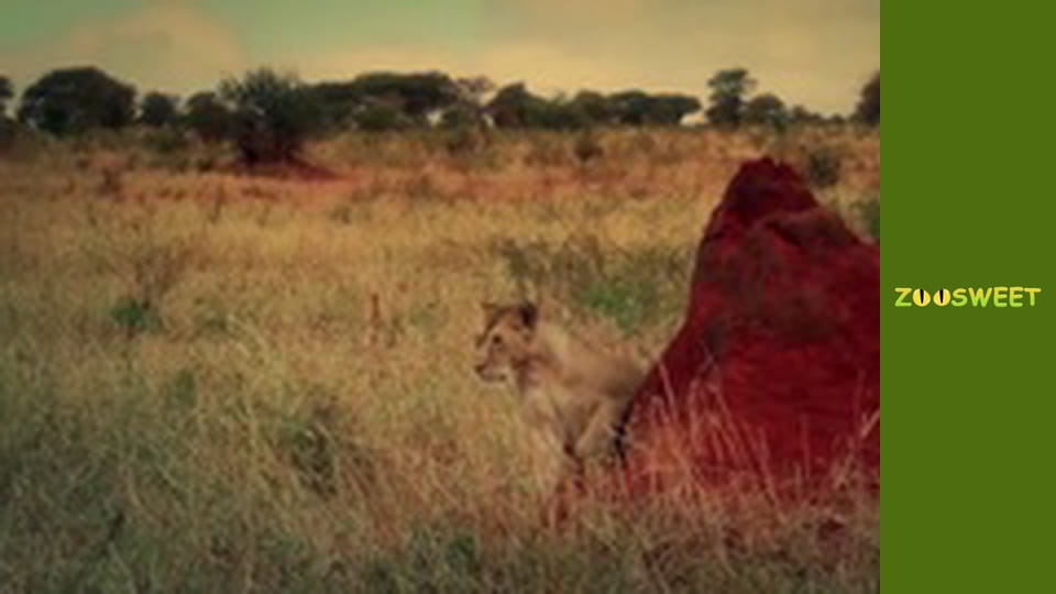 Animal communities, Season 1, Episode 6