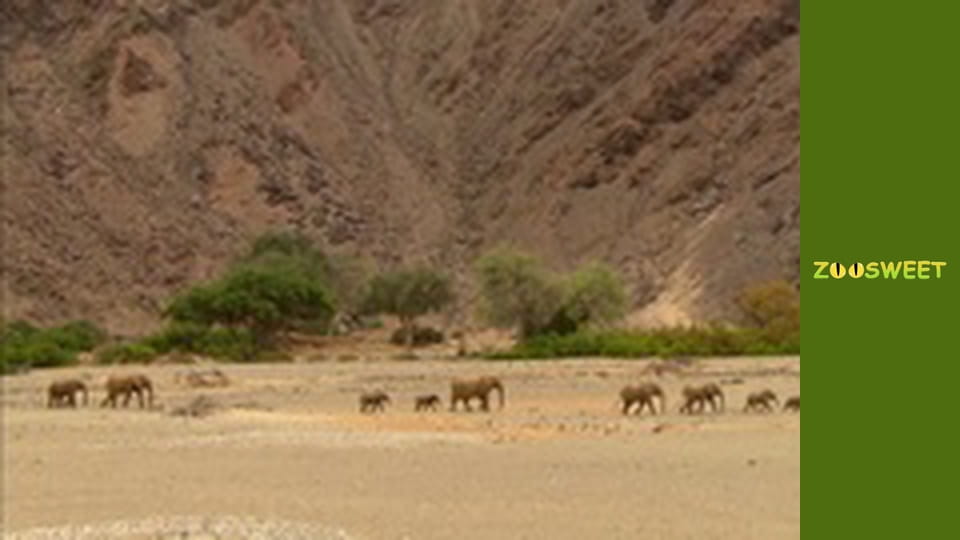 Let's go Wild, Episode 18