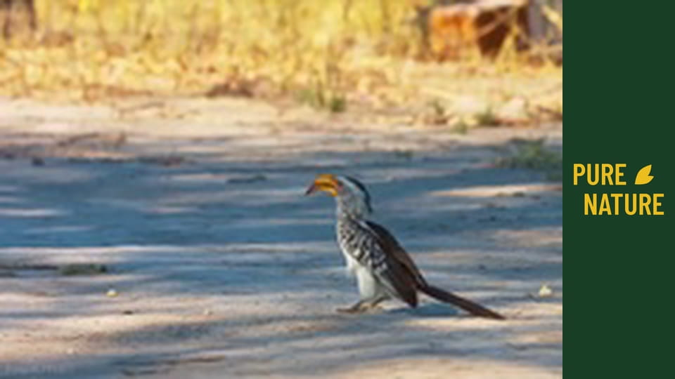 Amazing African birds - part 3