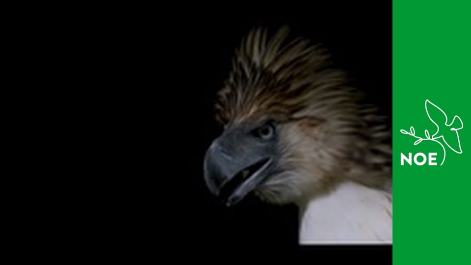 Naděje pro krále nebes