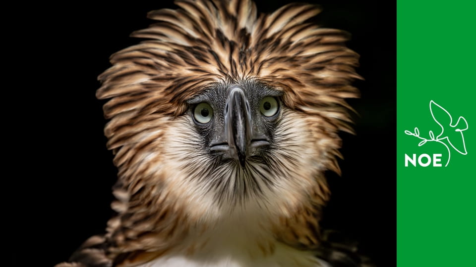 Naděje pro krále nebes