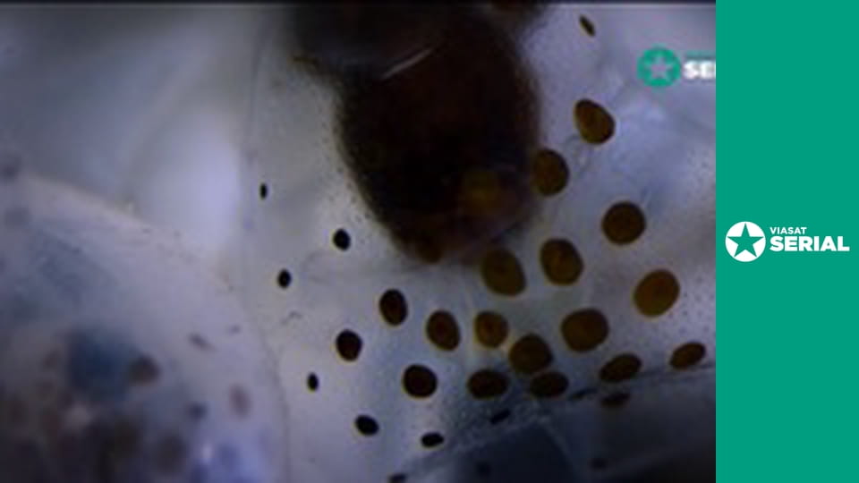 Д/с "Шахрайка", 3 с.