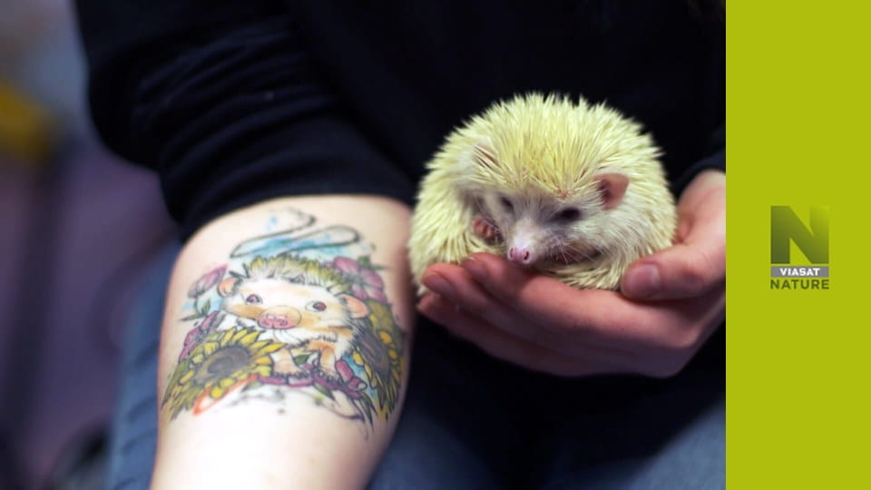 Ветеринар Гайленду S1E8