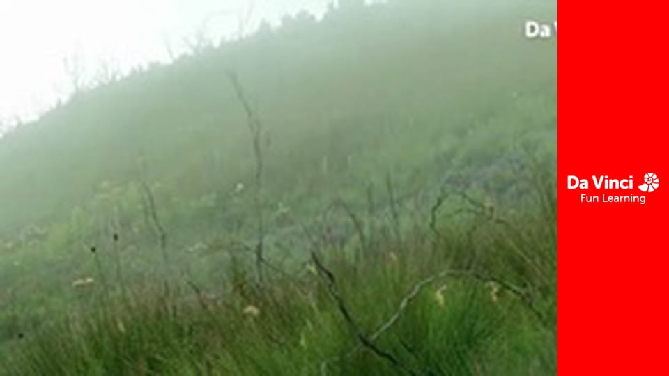 Siyaya. Droga przez Afrykę - Zaczarowany Las