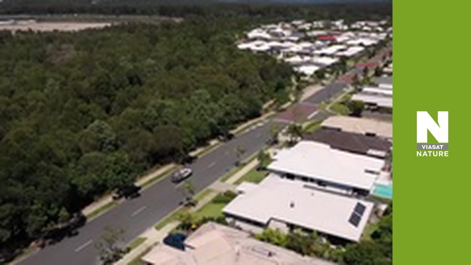 Австралійські змієлови - Плутанина