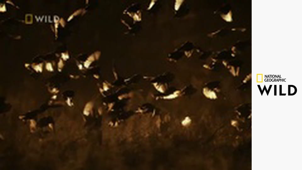 Królestwo drapieżników S3E1 - Królowa na wygnaniu