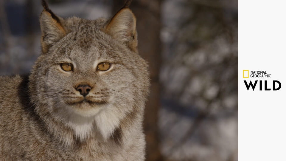 Olśniewająca Ameryka E3 - Dziki południowy zachód