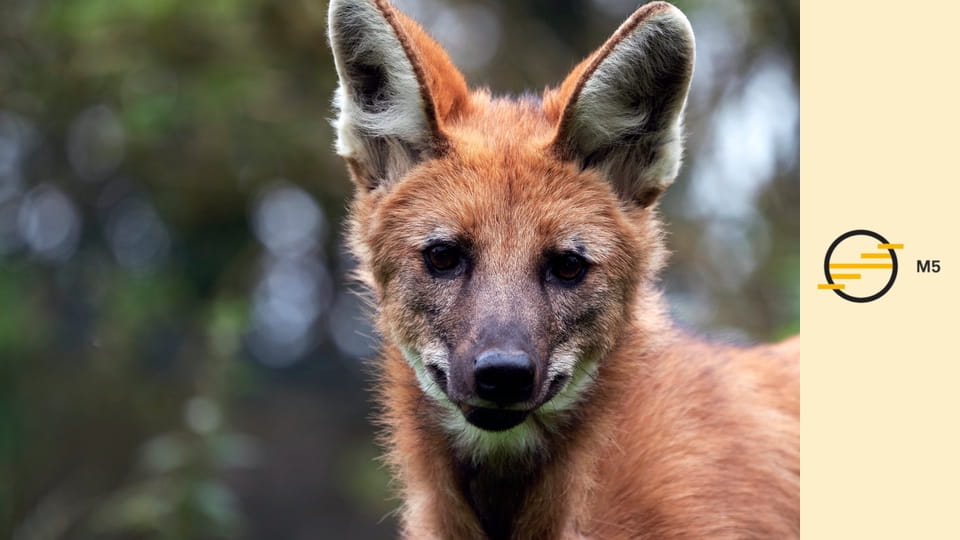 Vadon élő kutyafélék - Az állatcsalád védelmében