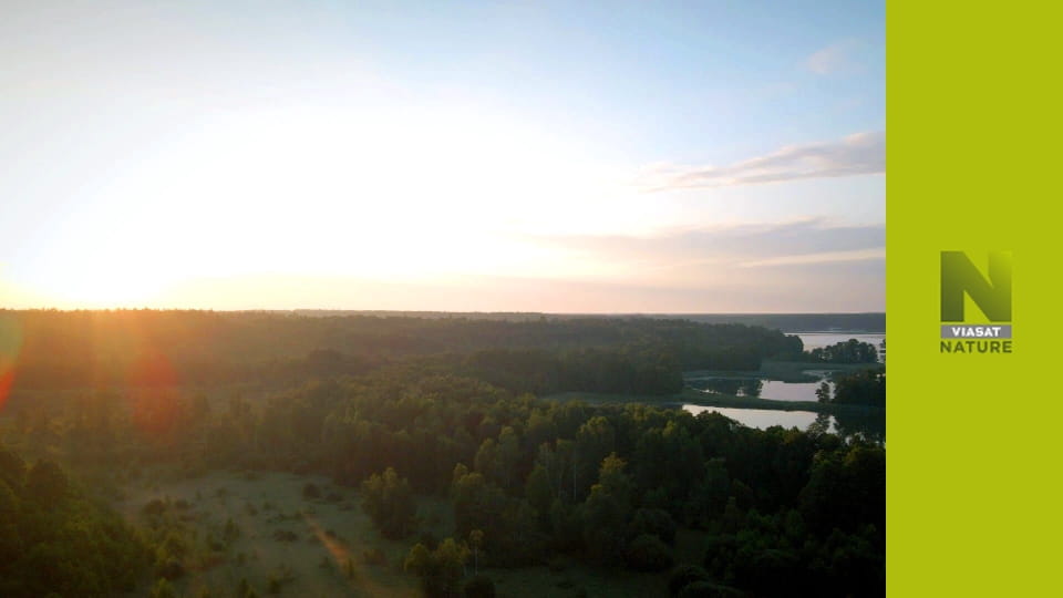 Дика природа Європи S1E5 - Рись