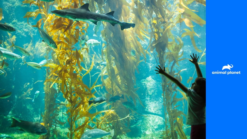 Аквариум S2E2 - Приключения Бекона и Помидора