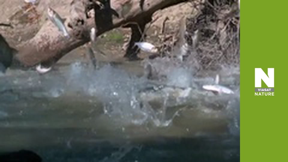 Great Lakes Untamed - Source to Sea