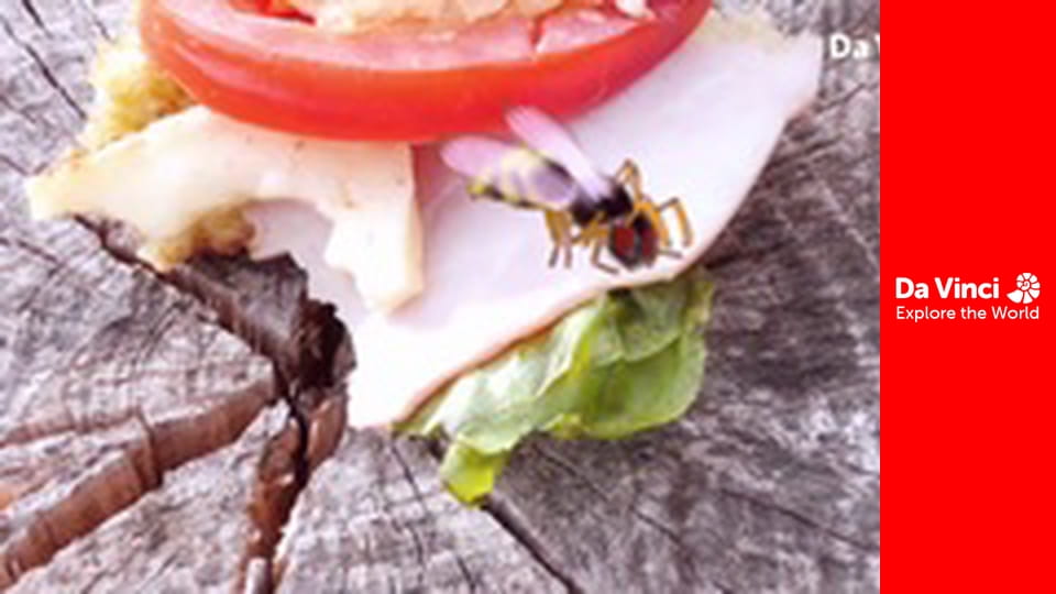 Állatkölykök - Darazsak