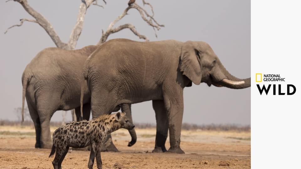 Дикое королевство S1E2 - Бледная стая