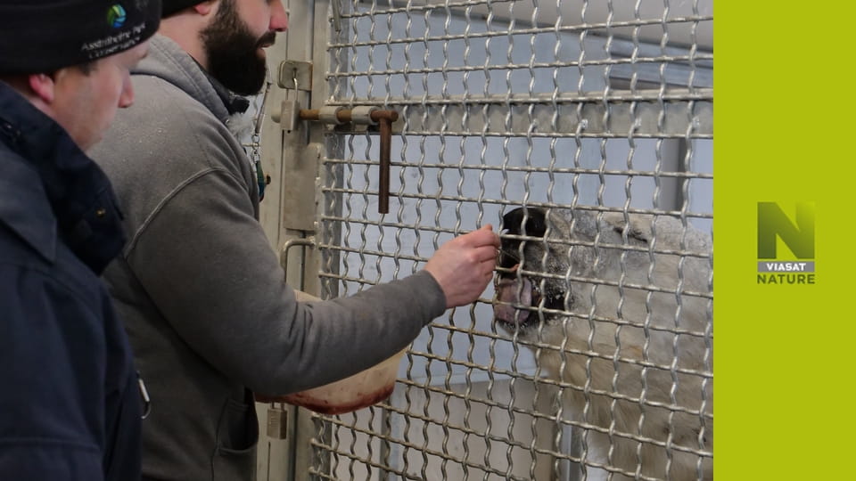 Арктичні ветерани S2E1 - Година пік для білих ведмедів