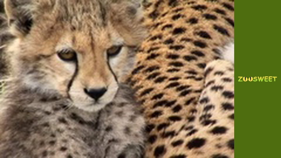 Моі друзі тварини. Малюки - серія 14