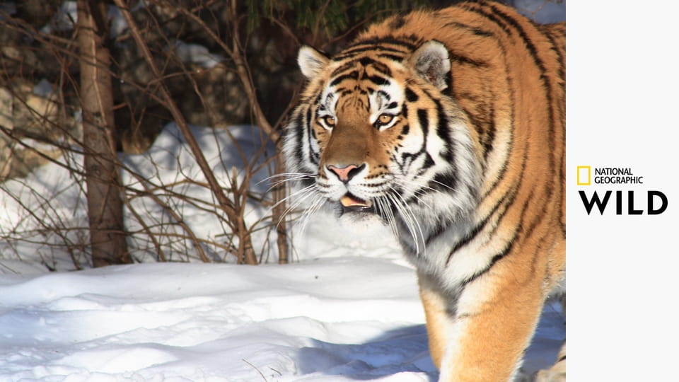 Дикие тигры России - Russia's Wild Tiger