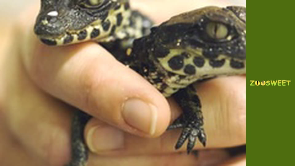 Wild World at the San Diego - episode 17