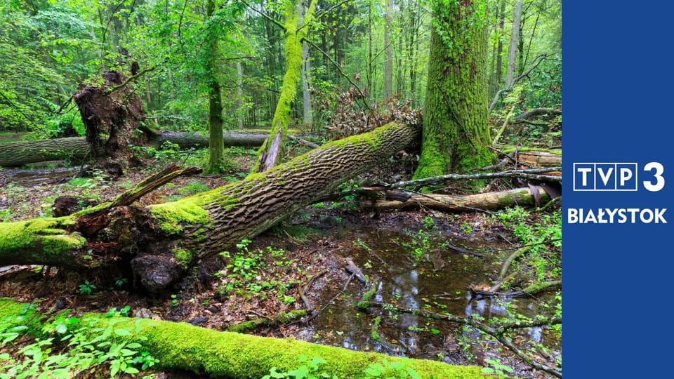 Czytanie Puszczy E21 - Zupełnie inny świat