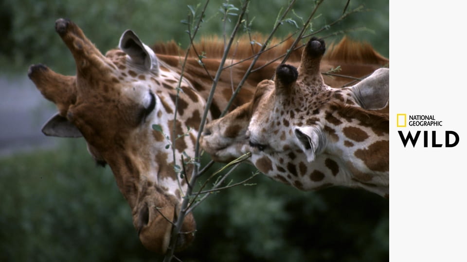 Přehled jedinečných tvorů S1E5 - Bojovníci