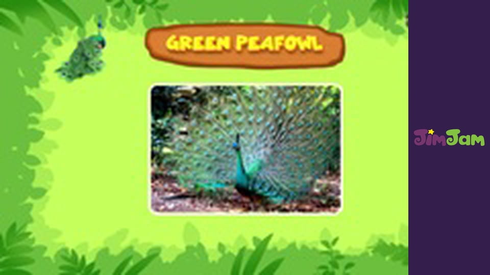 Leo the Wildlife Ranger S3E25 - Big Bird Reflections