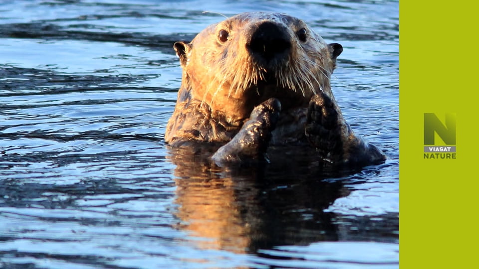 Аляска: рік у дикій природі S1E1 - Зима