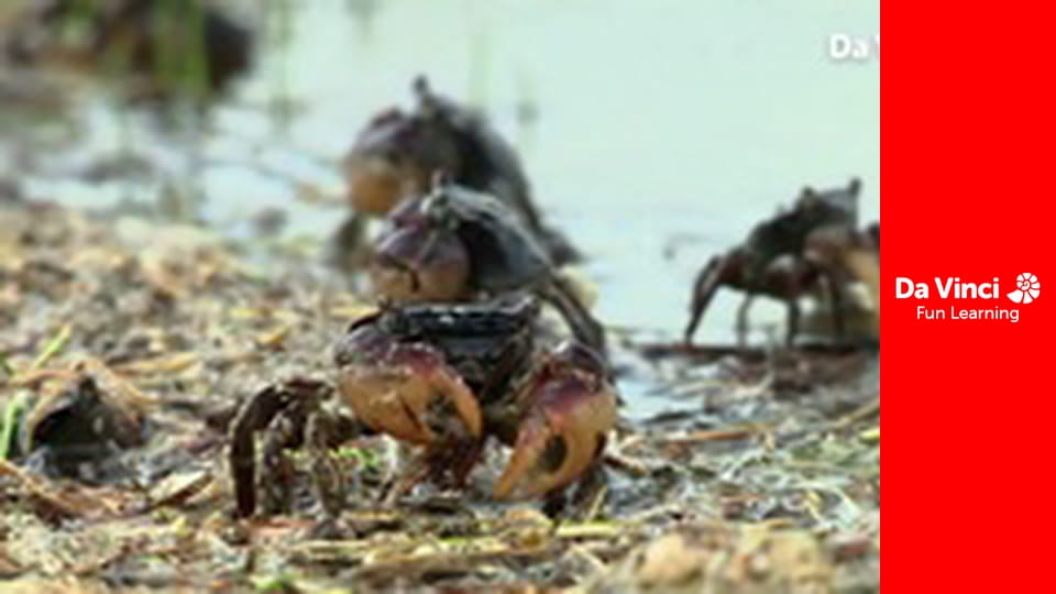 Siyaya - Wildest Cape - Goukamma - A Last Wild