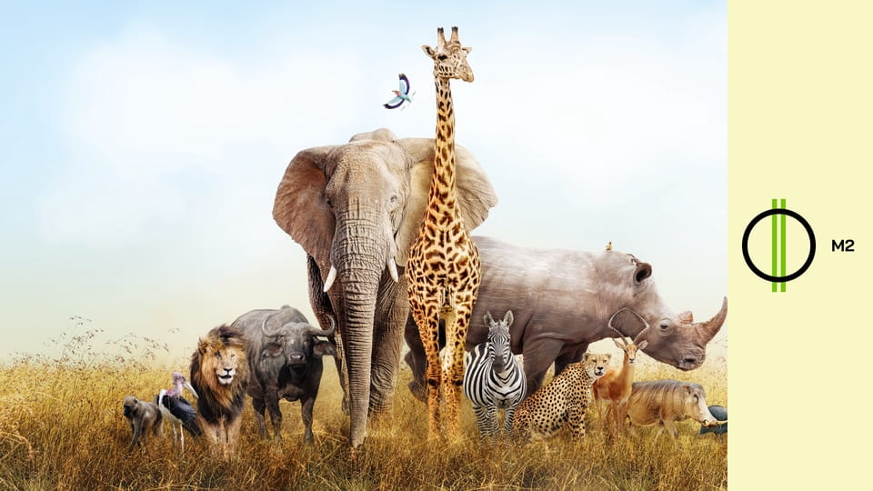 Állati! - Találmányok