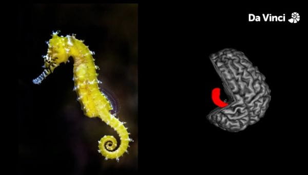12. Hrdinský hippocampus