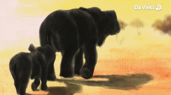16. Elefanti