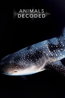 უყურეთ Animals Decoded ონლაინ რეჟიმში