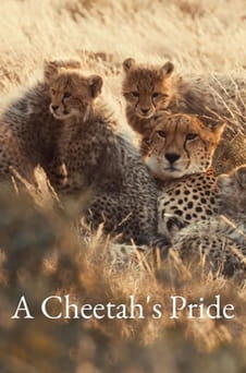 უყურეთ A Cheetahs Pride ონლაინ რეჟიმში