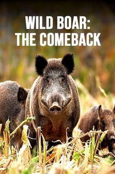 უყურეთ Wild Boar The Comeback ონლაინ რეჟიმში